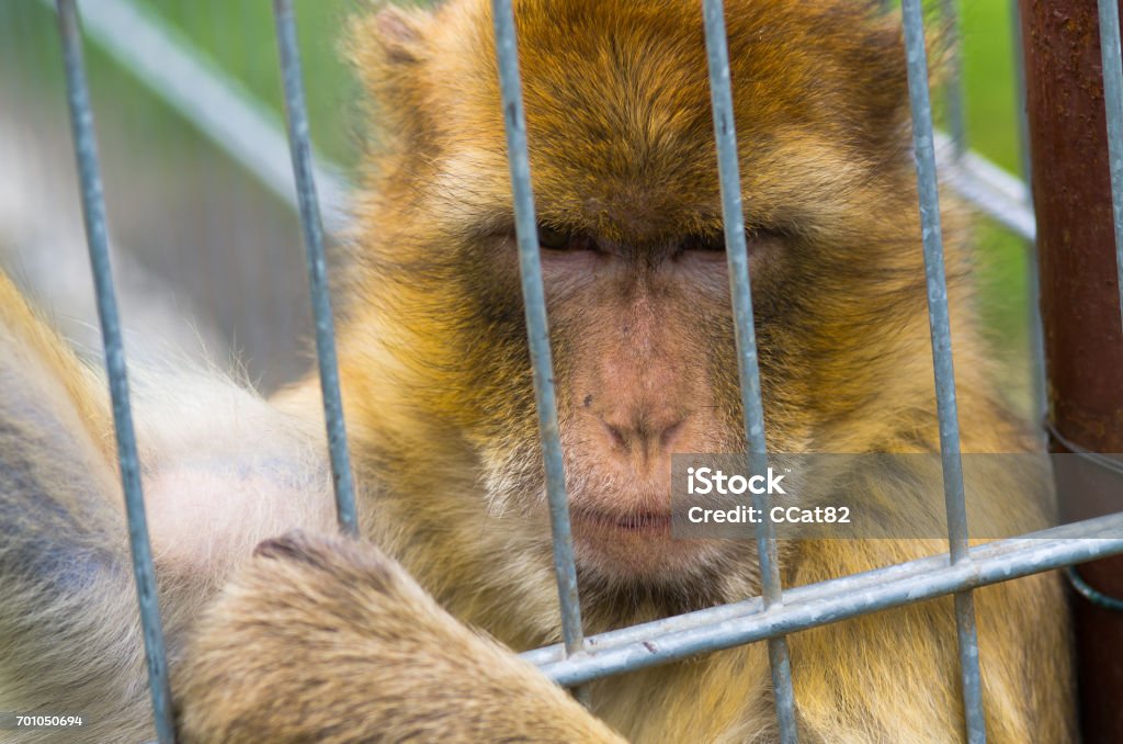 PEtit singe jaune dans une cage en fer.